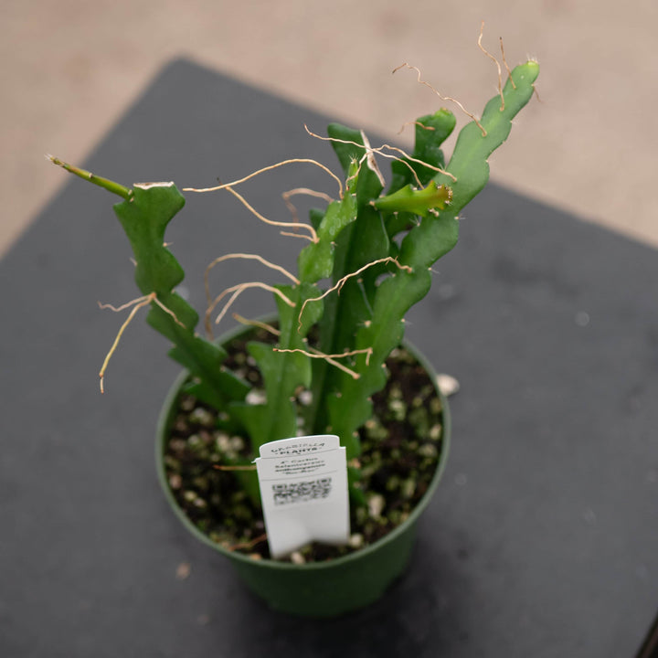Gabriella Plants Other Cactus Selenicereus anthonyanus "Ric-Rac"