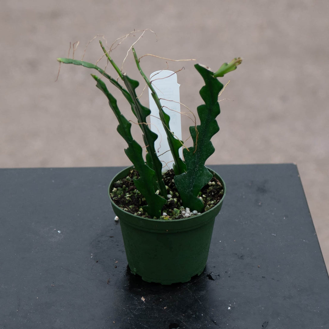 Gabriella Plants Other Cactus Selenicereus anthonyanus "Ric-Rac"