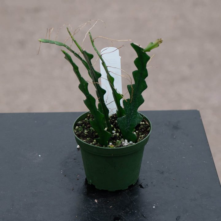 Gabriella Plants Other Cactus Selenicereus anthonyanus "Ric-Rac"