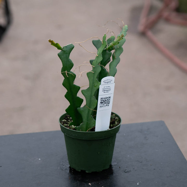Gabriella Plants Other Cactus Selenicereus anthonyanus "Ric-Rac"