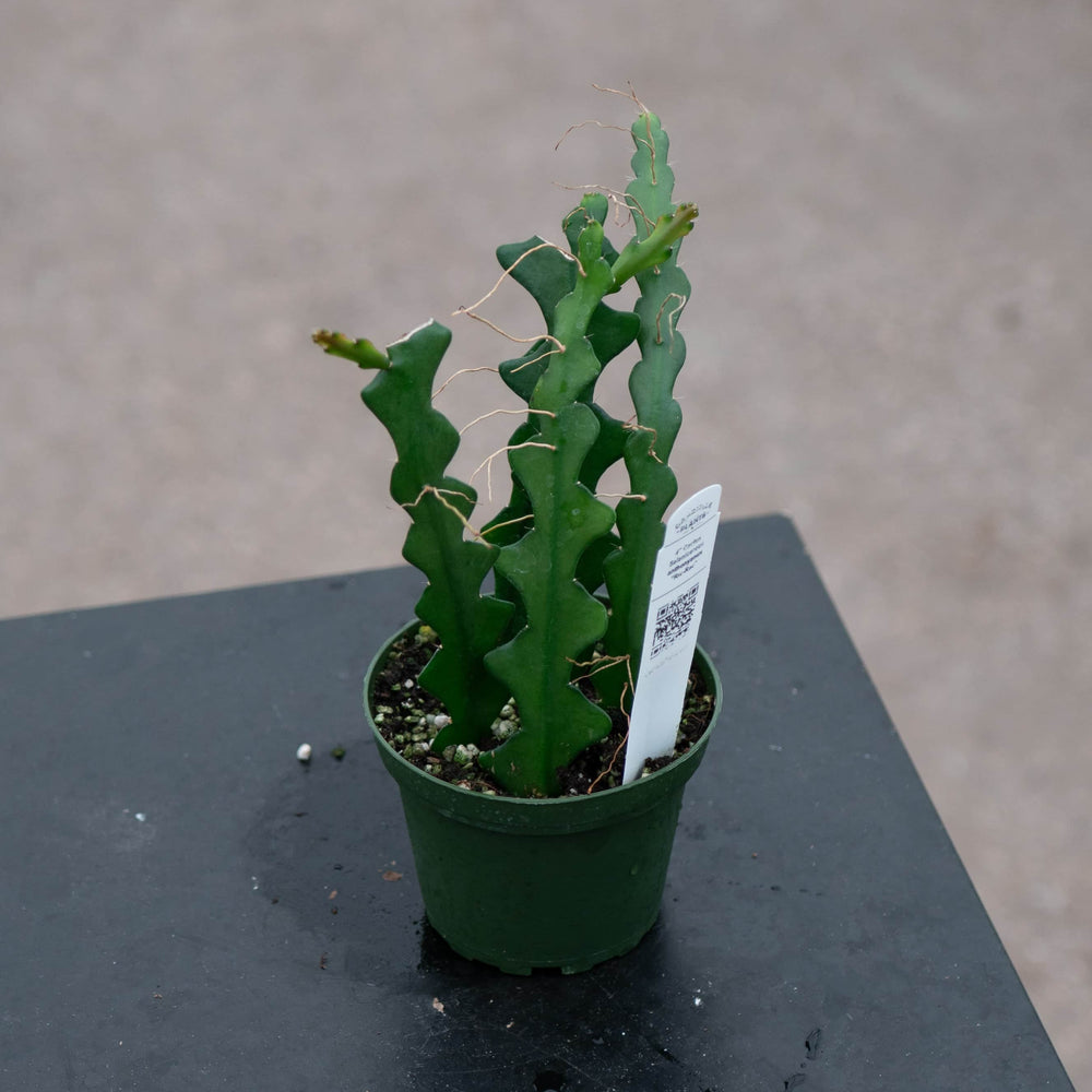 Gabriella Plants Other 4" Cactus Selenicereus anthonyanus "Ric-Rac"