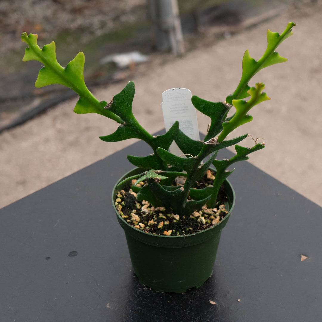 Gabriella Plants Other 4" Cactus Selenicereus anthonyanus "Ric-Rac"