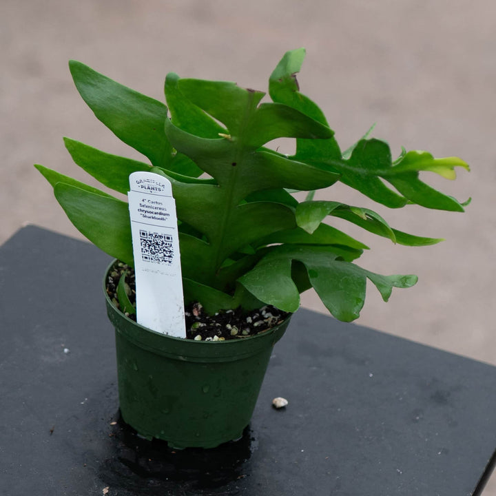 Gabriella Plants Other 4" Cactus Selenicereus chrysocardium "Sharktooth"