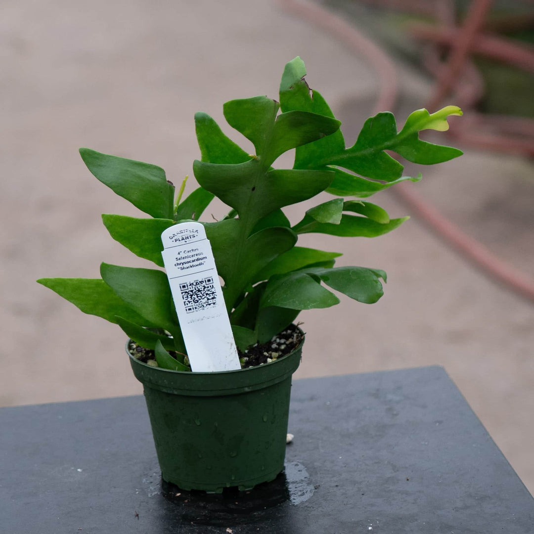 Gabriella Plants Other 4" Cactus Selenicereus chrysocardium "Sharktooth"