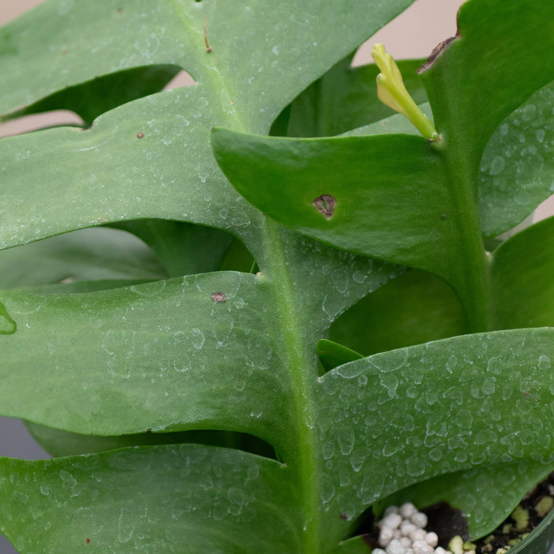 Gabriella Plants Other 4" Cactus Selenicereus chrysocardium "Sharktooth"