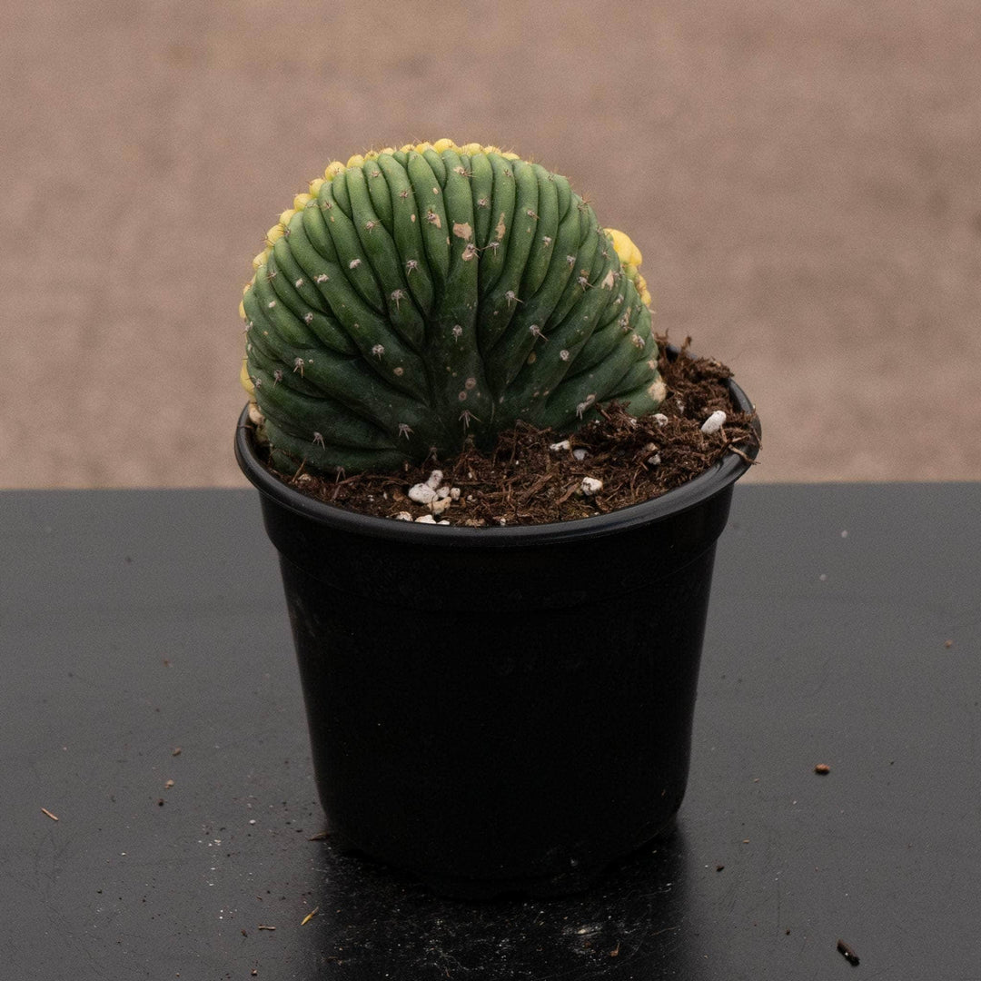 san pedro crested cactus Cactus Trichocereus macrogonus var. pachanoi crested variegated 'San P