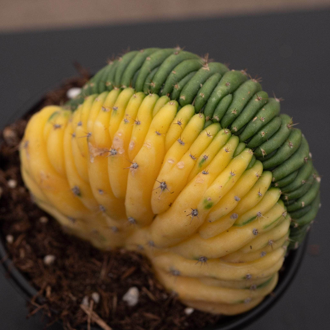 san pedro cactus crested Cactus Trichocereus macrogonus var. pachanoi crested variegated 'San P