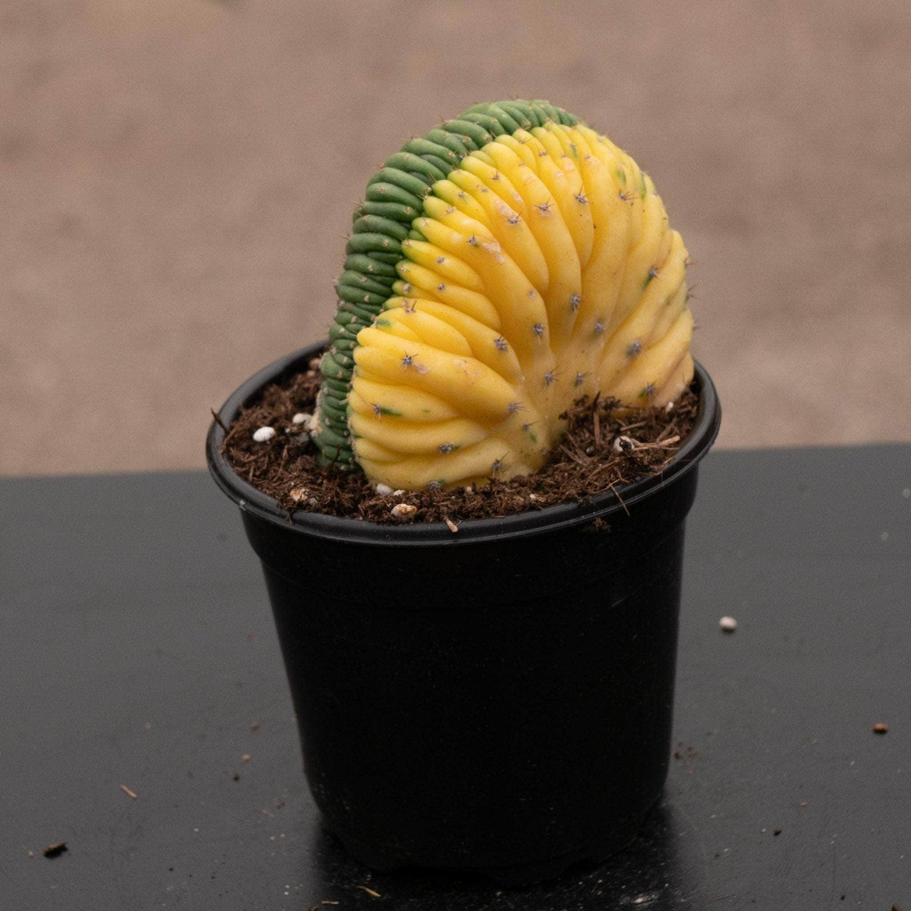 cactus san pedro Cactus Trichocereus macrogonus var. pachanoi crested variegated 'San P
