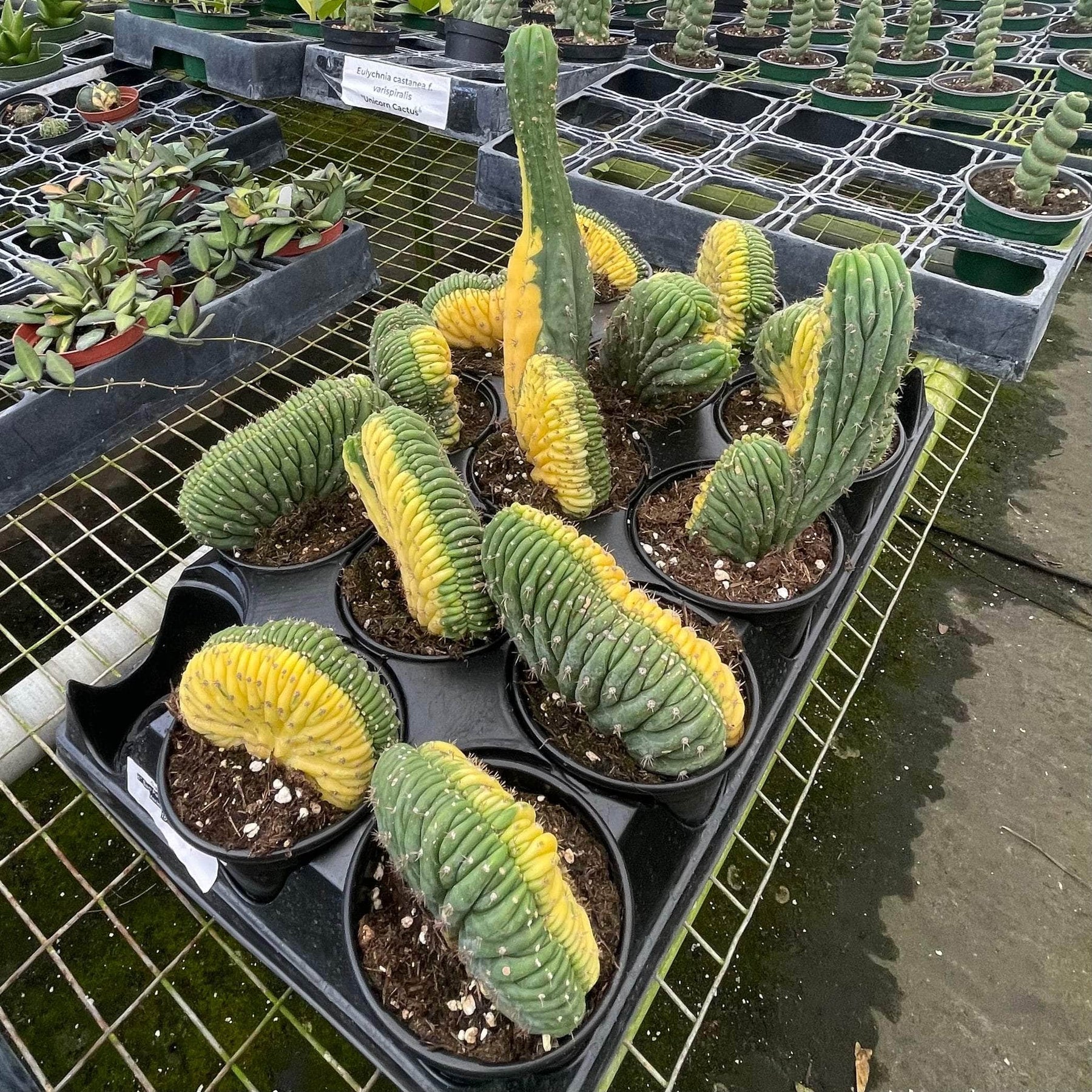 san pedro cactus crested Cactus Trichocereus macrogonus var. pachanoi crested variegated 'San P