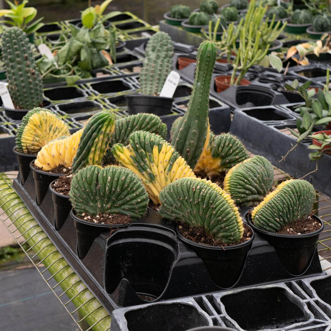 san pedro cactus varieties Cactus Trichocereus macrogonus var. pachanoi crested variegated 'San P