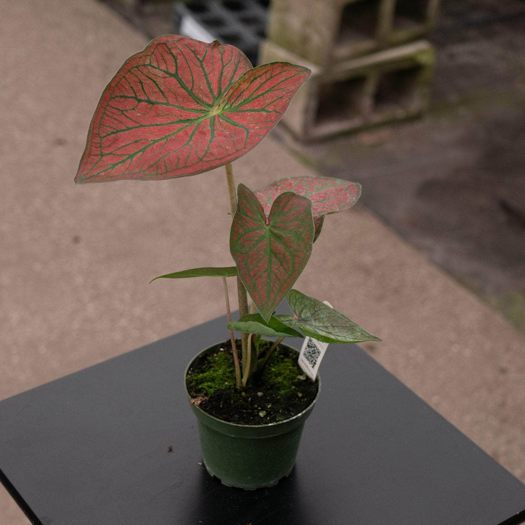 house plant that looks like caladium Caladium bicolor 'Fallen City’
