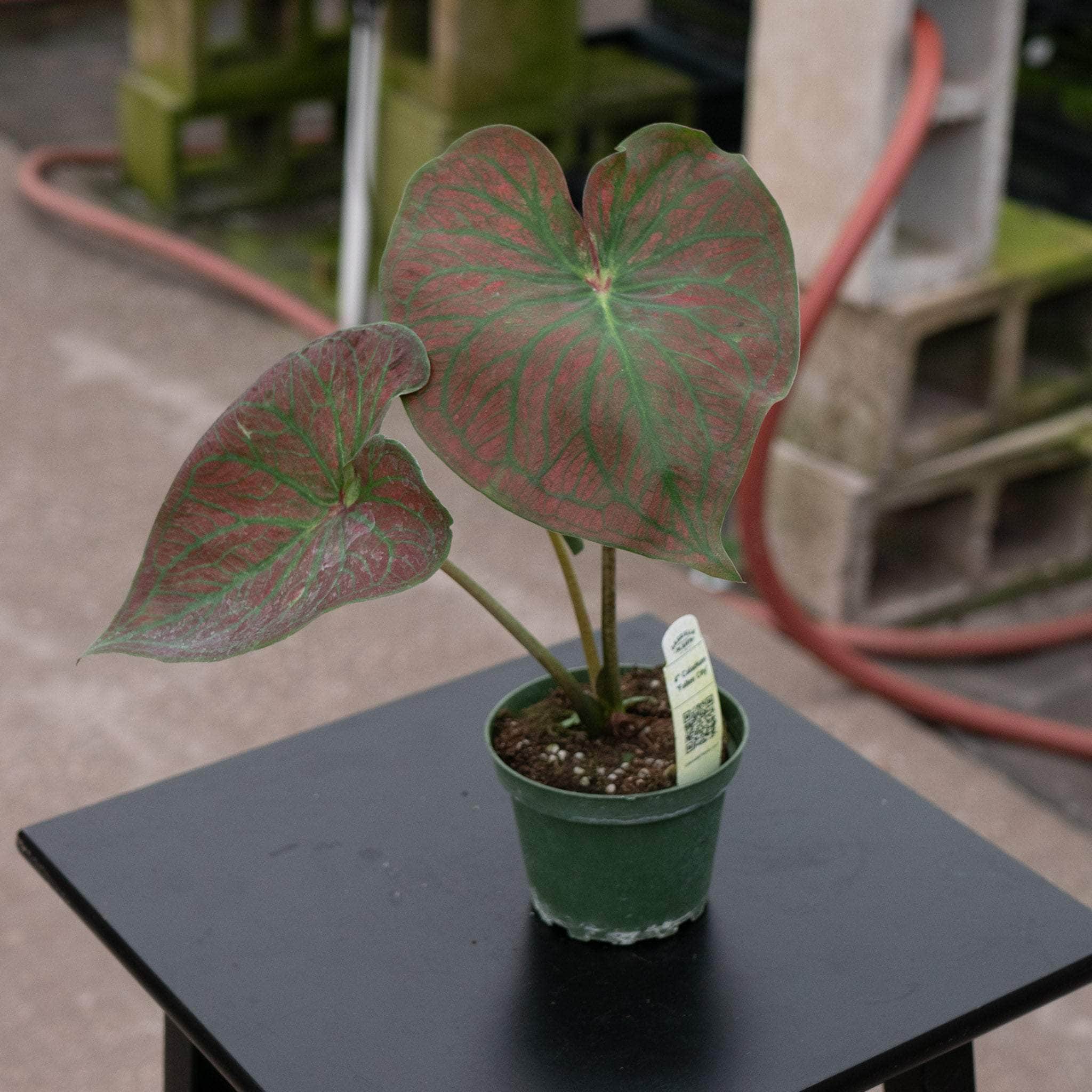Caladium bicolor 'Fallen City - Gabriella Plants