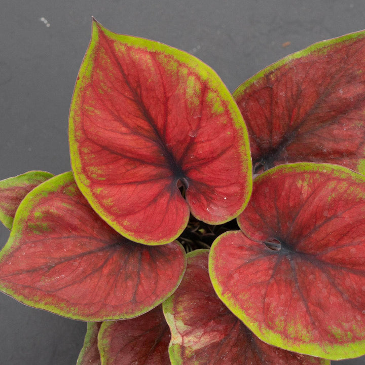 Gabriella Plants Caladium 4" Caladium bicolor 'Hot Dance'