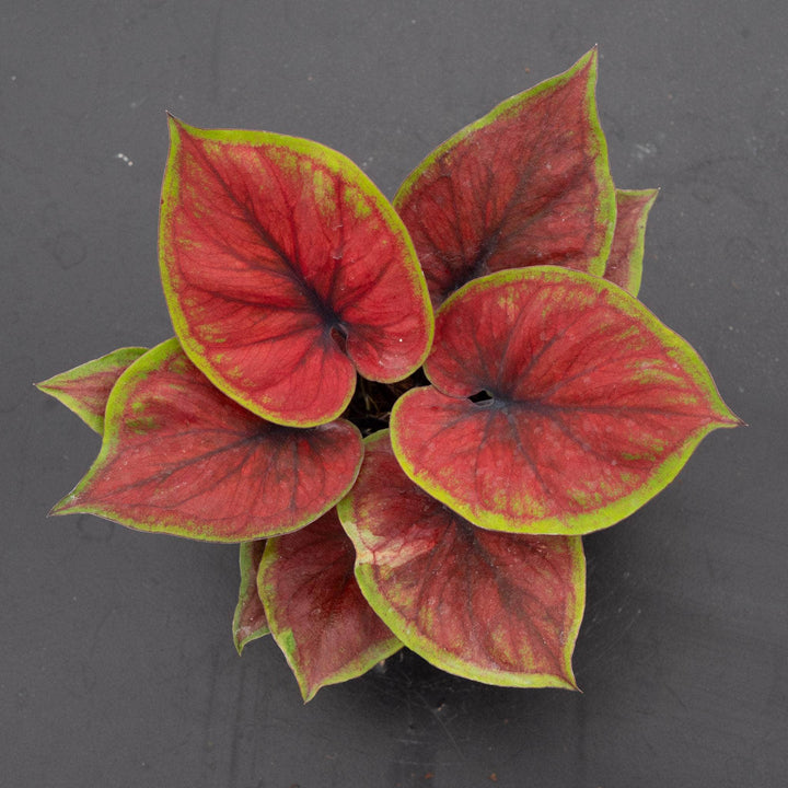 Gabriella Plants Caladium 4" Caladium bicolor 'Hot Dance'