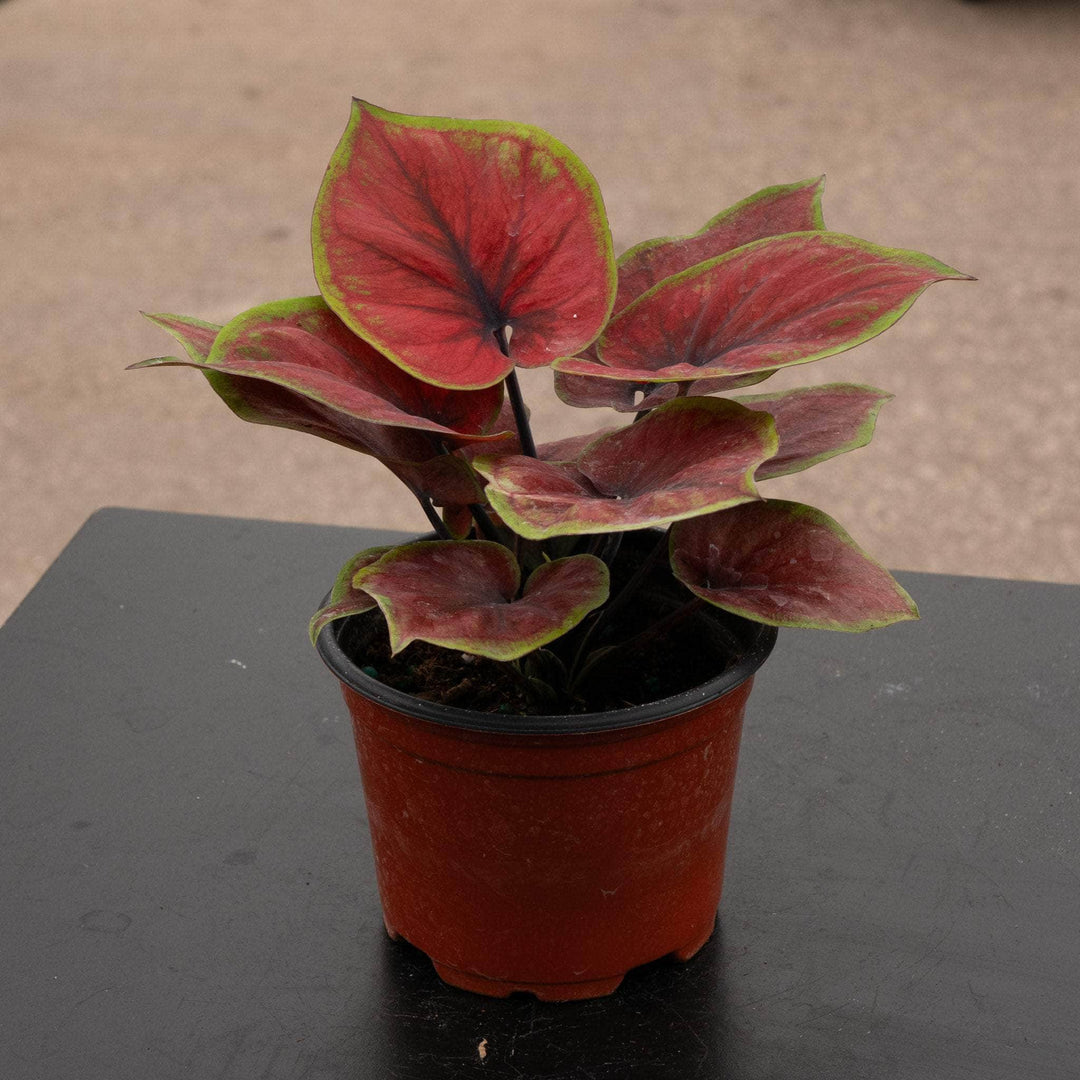 hot house plant Caladium bicolor 'Hot Dance'