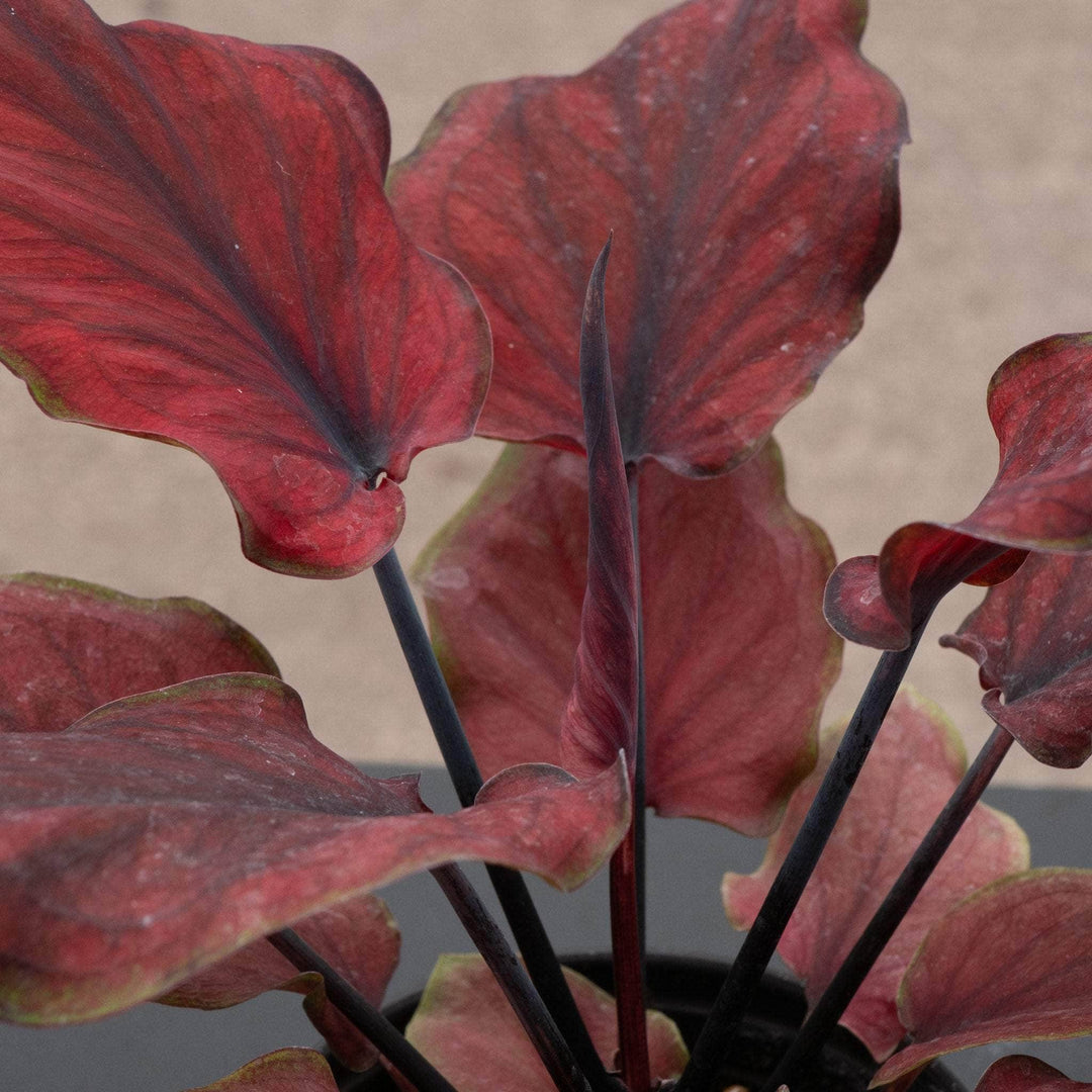 Gabriella Plants Caladium 4" Caladium bicolor 'Hot Dance'