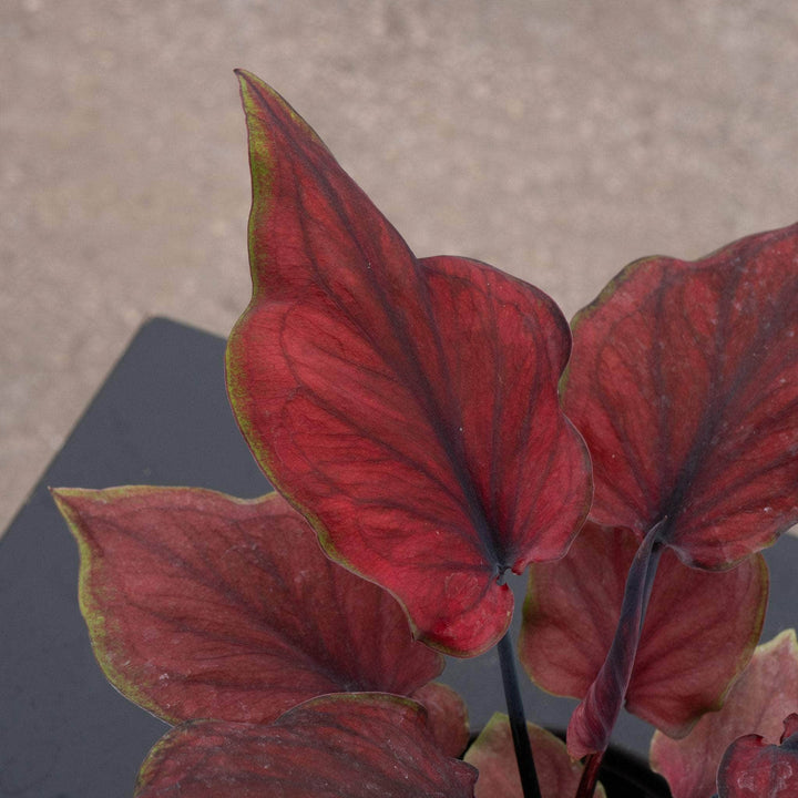 Gabriella Plants Caladium 4" Caladium bicolor 'Hot Dance'