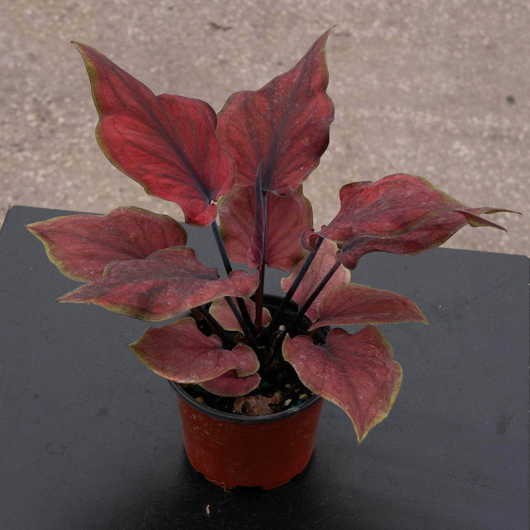 Gabriella Plants Caladium 4" Caladium bicolor 'Hot Dance'