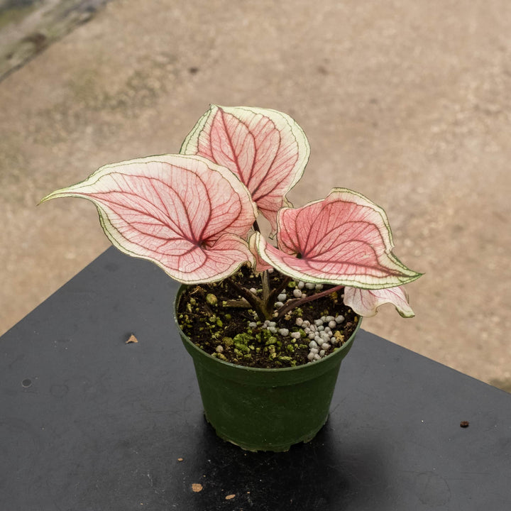 Gabriella Plants 4" Caladium bicolor ‘Lucia’
