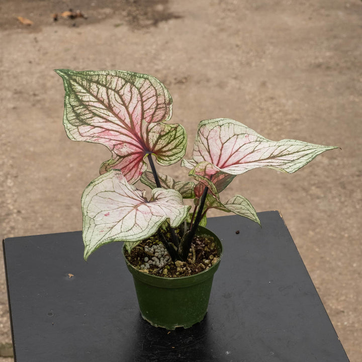 Gabriella Plants 4" Caladium bicolor ‘Lucia’