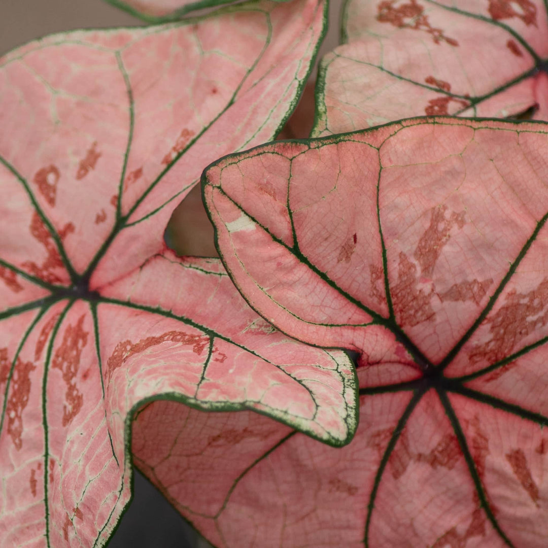 Gabriella Plants Caladium 4" Caladium bicolor 'Peach Juice Ann'
