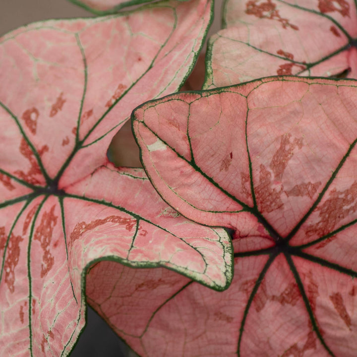 Gabriella Plants Caladium 4" Caladium bicolor 'Peach Juice Ann'