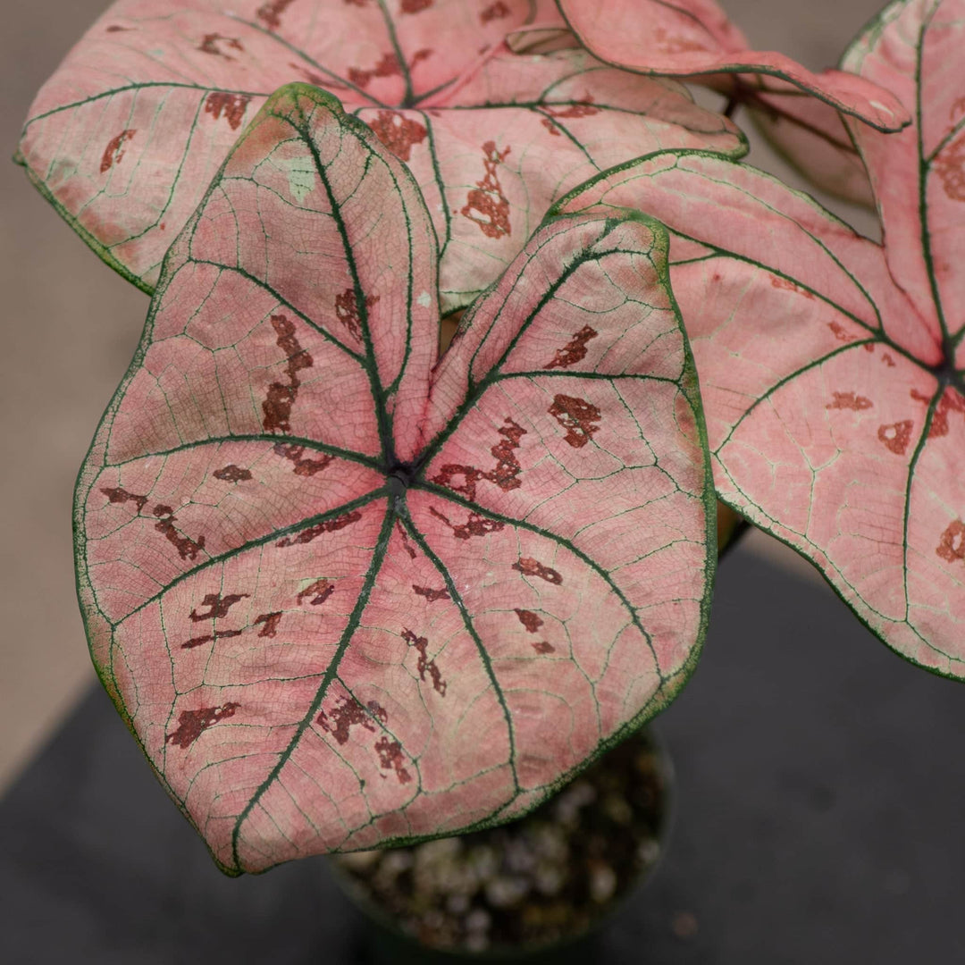 Gabriella Plants Caladium 4" Caladium bicolor 'Peach Juice Ann'