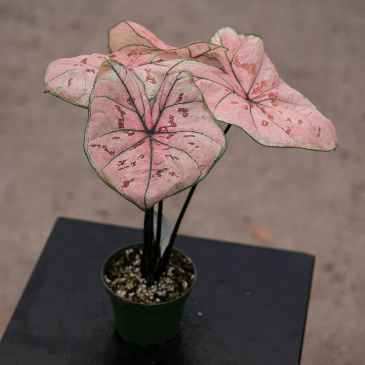 Gabriella Plants Caladium 4" Caladium bicolor 'Peach Juice Ann'