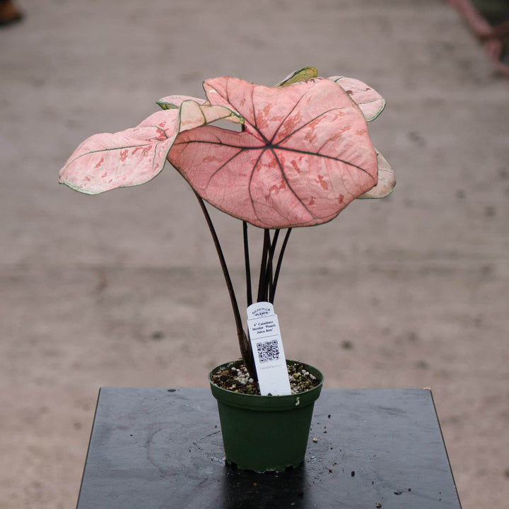 Gabriella Plants Caladium 4" Caladium bicolor 'Peach Juice Ann'