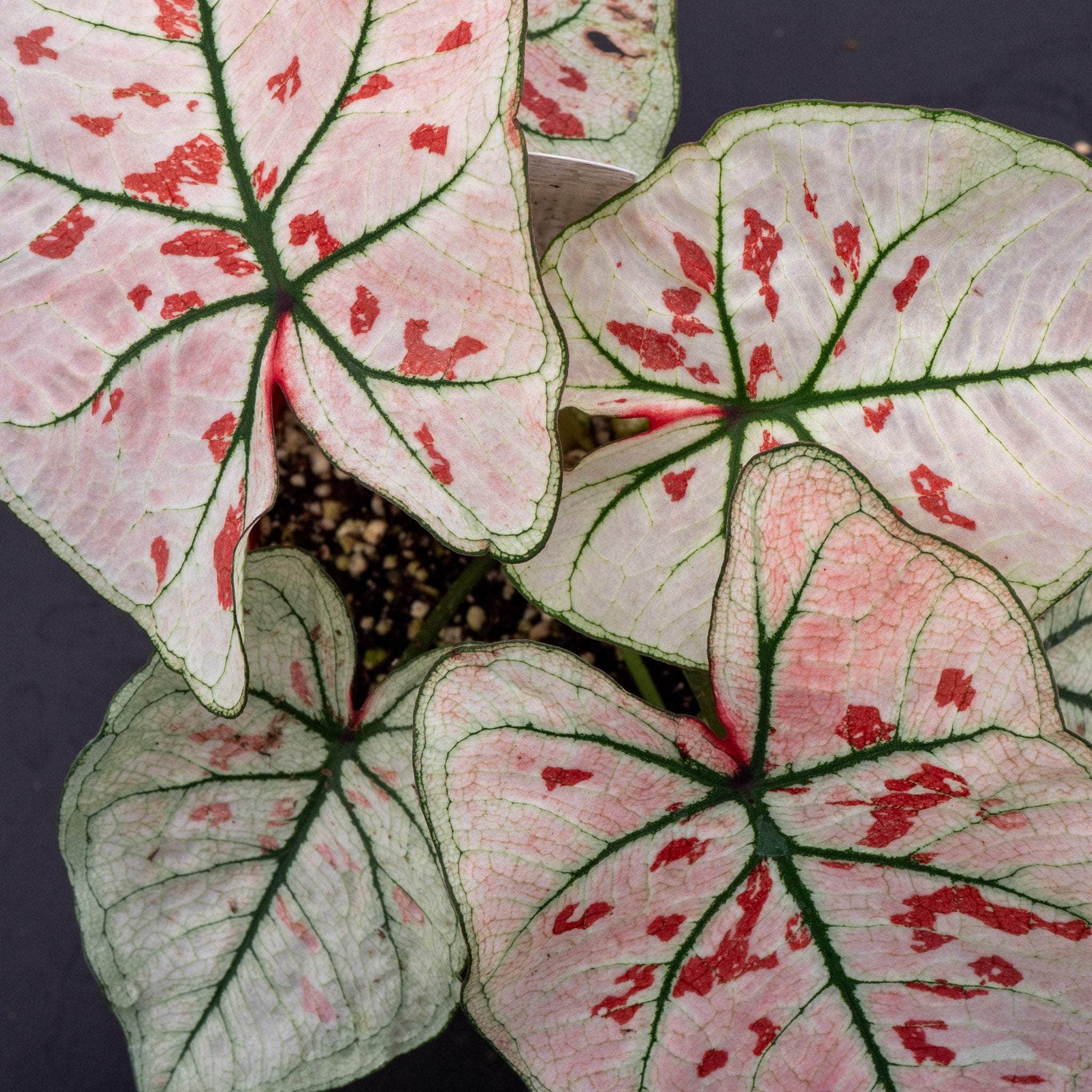 Caladium bicolor 'Snow' - Gabriella Plants
