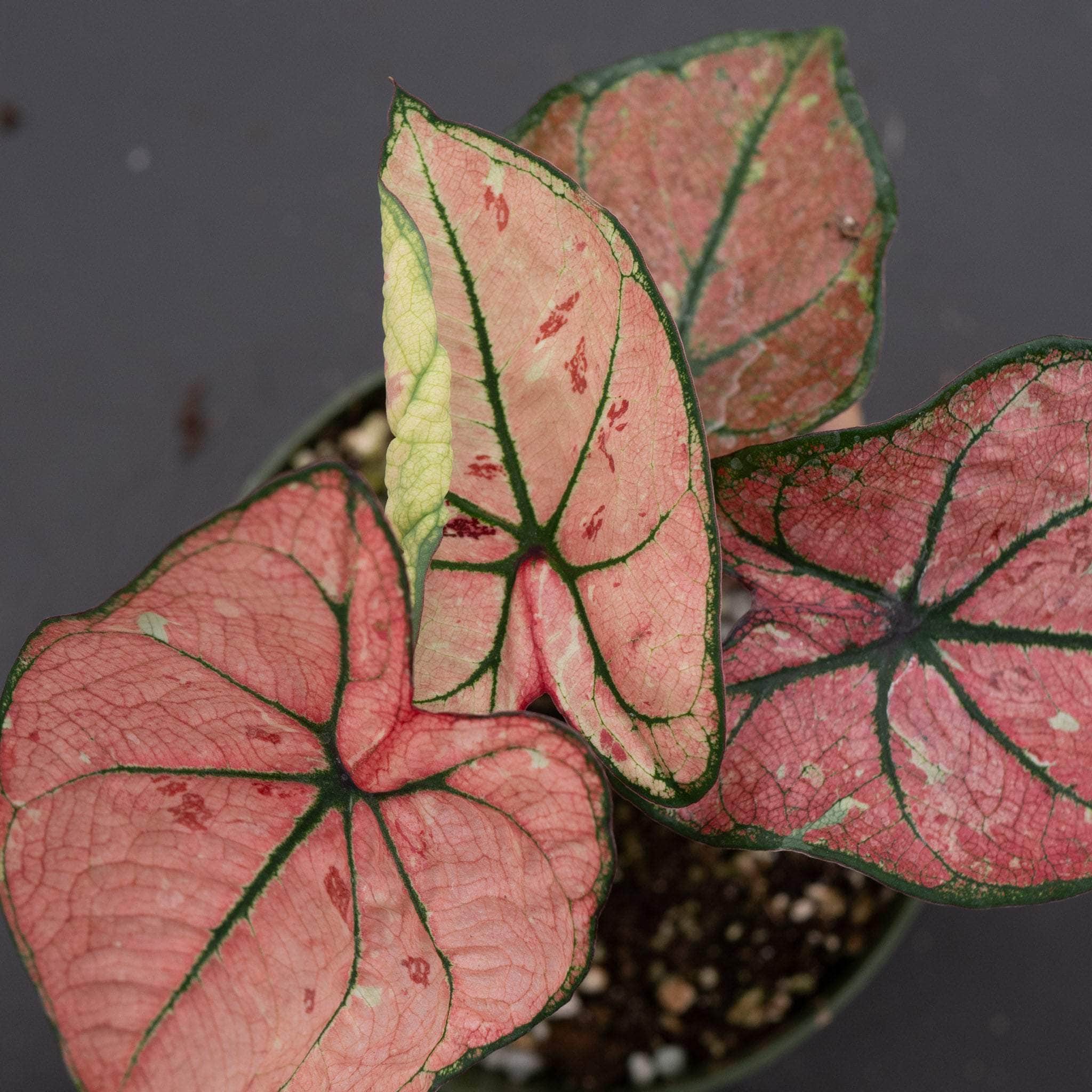 Caladium bicolor 'The Scarlet Girl' - Gabriella Plants
