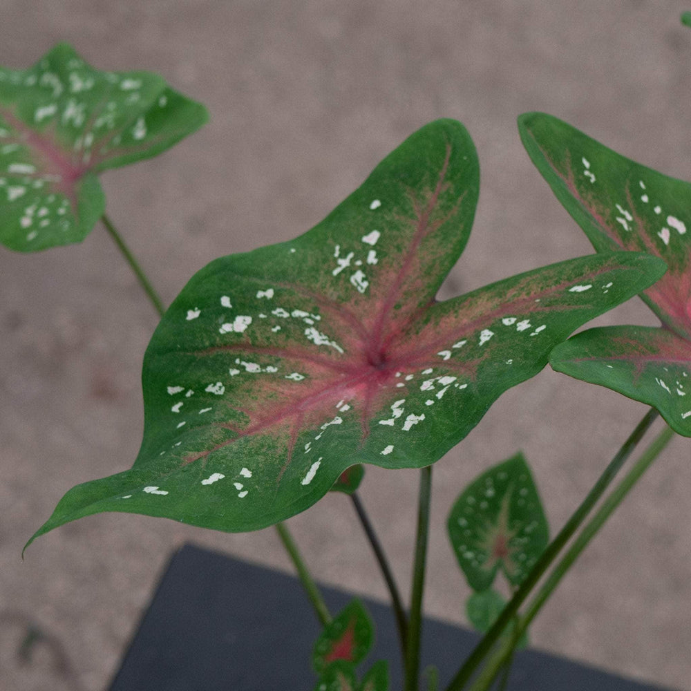 Gabriella Plants Caladium 4" Caladium ‘Camilla’