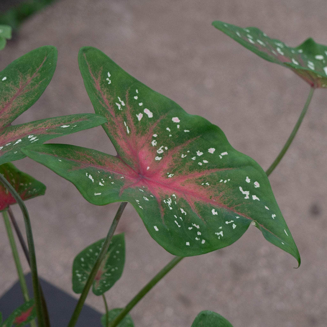 Gabriella Plants Caladium 4" Caladium ‘Camilla’