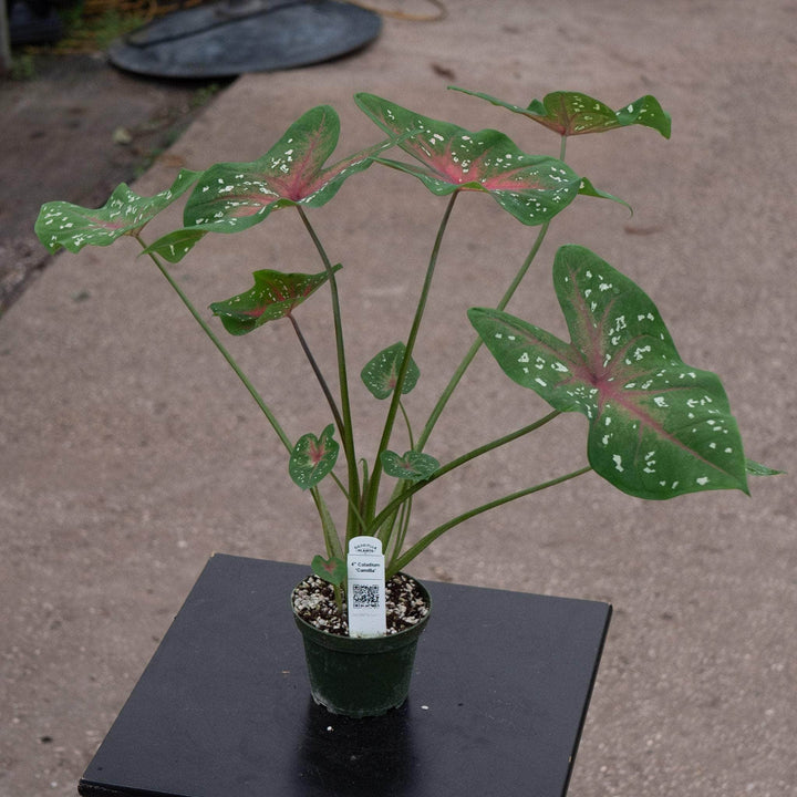 Gabriella Plants Caladium 4" Caladium ‘Camilla’