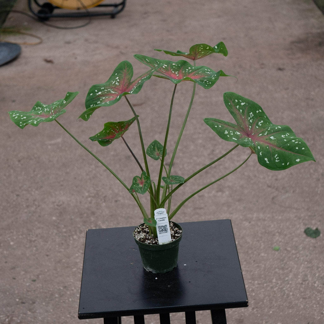 Gabriella Plants Caladium 4" Caladium ‘Camilla’