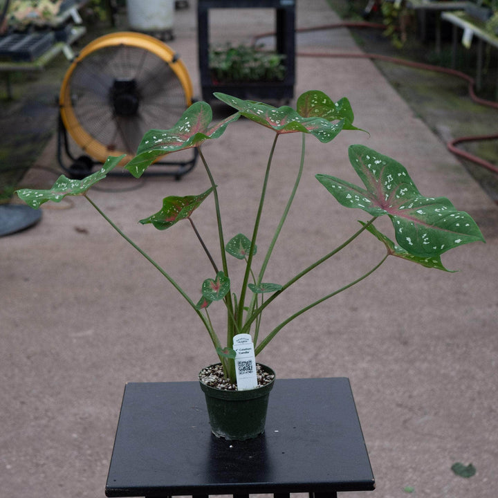 Gabriella Plants Caladium 4" Caladium ‘Camilla’