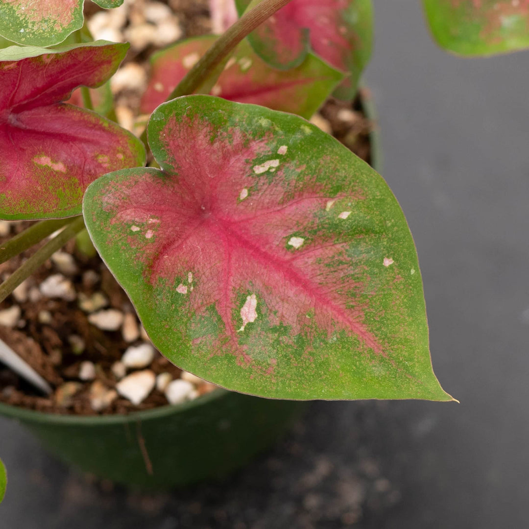 house plant that looks like caladium Caladium 'Camilla'