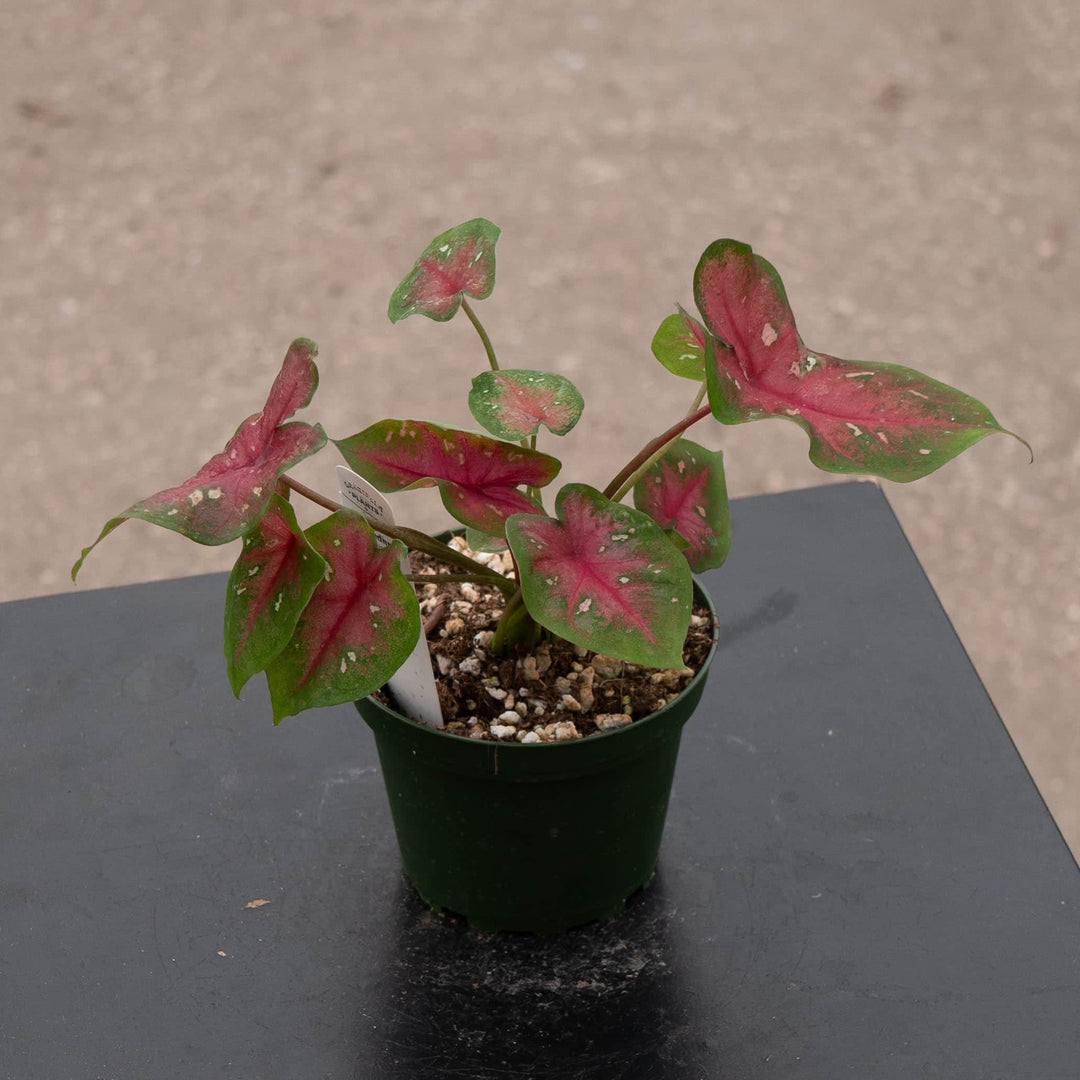 Gabriella Plants Caladium 4" Caladium ‘Camilla’