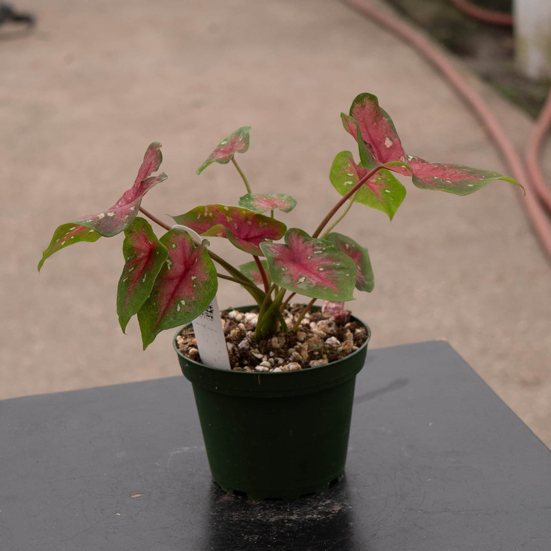 caladium indoor plant Caladium ‘Camilla’