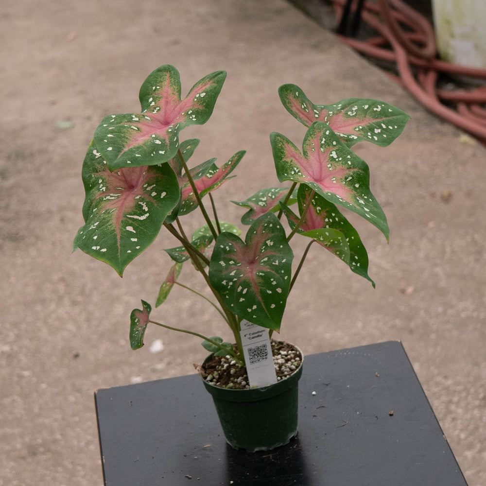 Gabriella Plants Caladium 4" Caladium ‘Camilla’