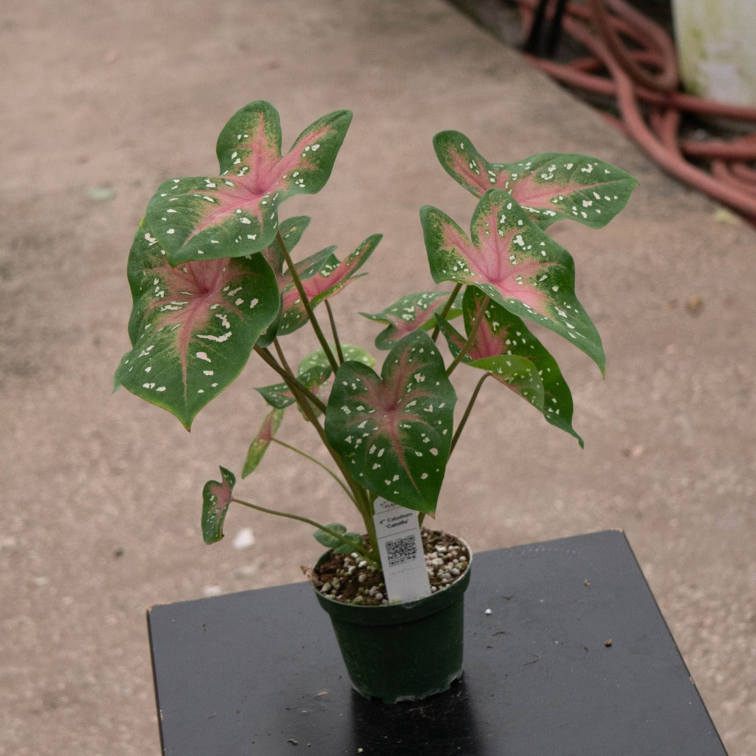 Gabriella Plants Caladium 4" Caladium ‘Camilla’