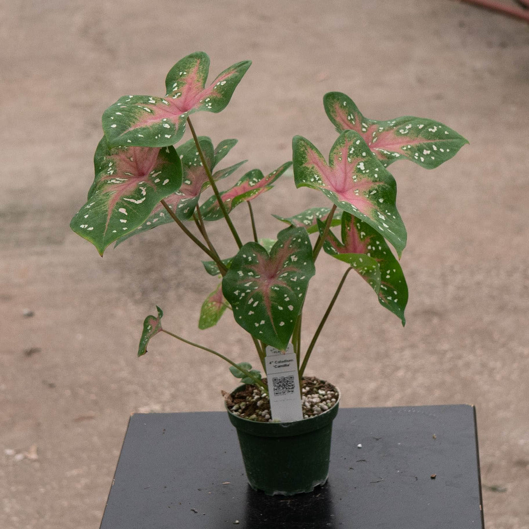 Gabriella Plants Caladium 4" Caladium ‘Camilla’