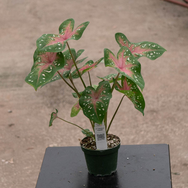 Gabriella Plants Caladium 4" Caladium ‘Camilla’