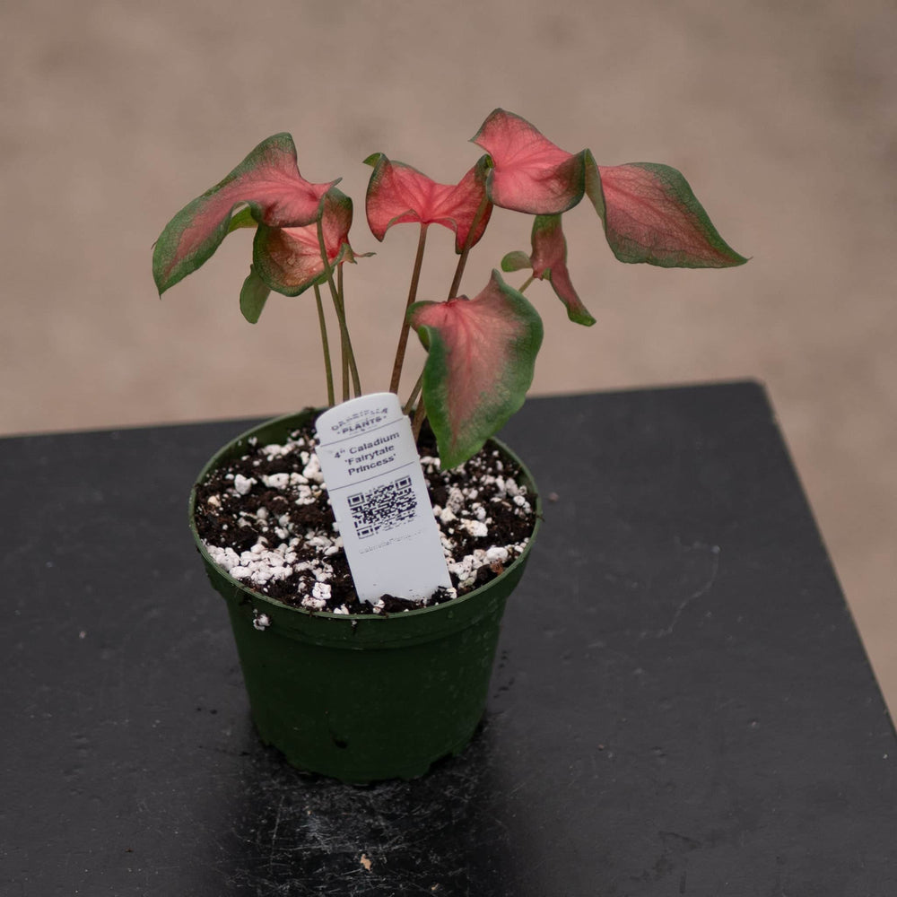 Gabriella Plants Other 4" Caladium 'Fairytale Princess'