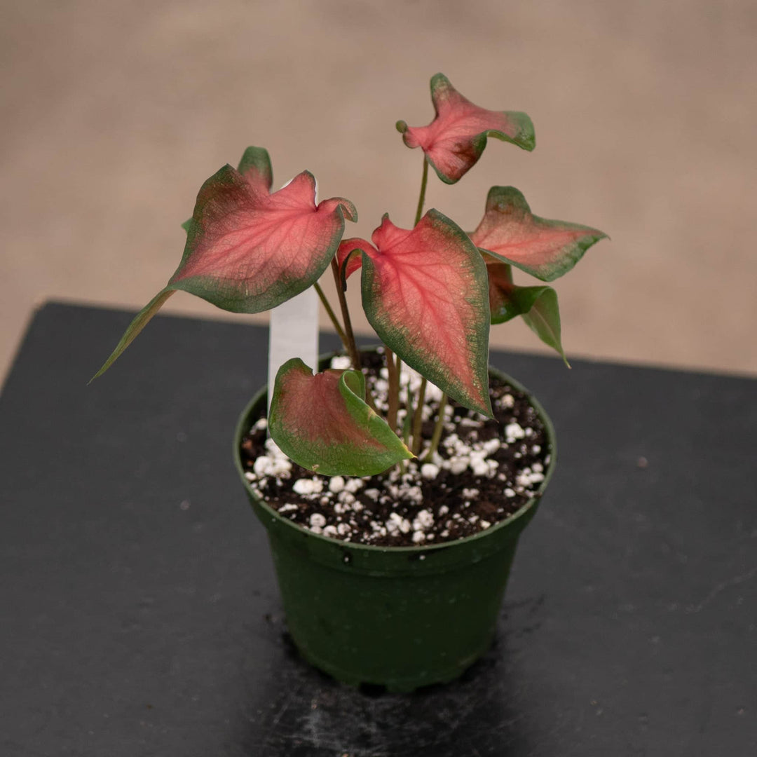 Gabriella Plants Other 4" Caladium 'Fairytale Princess'