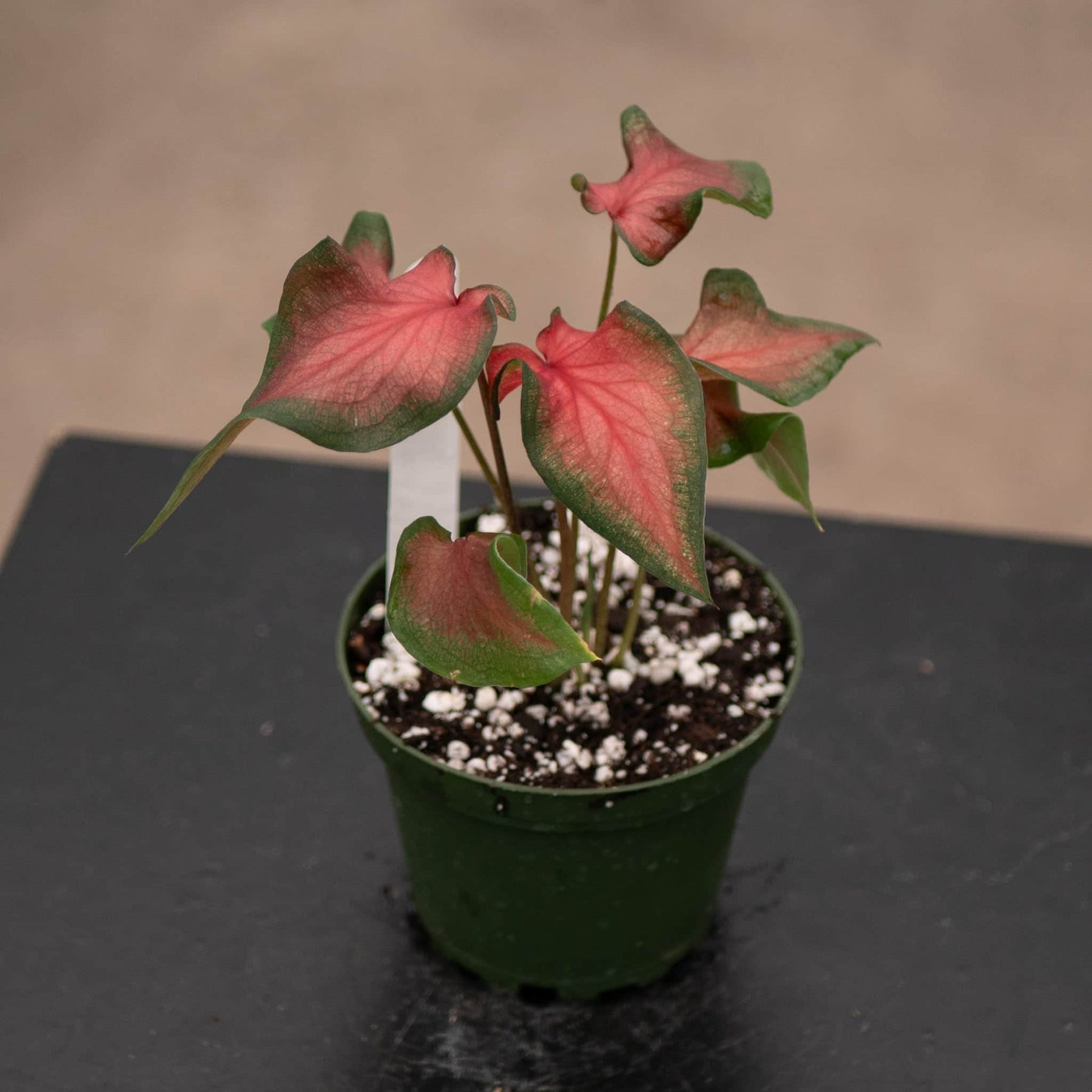 chlorophytum princess mabel Caladium 'Fairytale Princess'