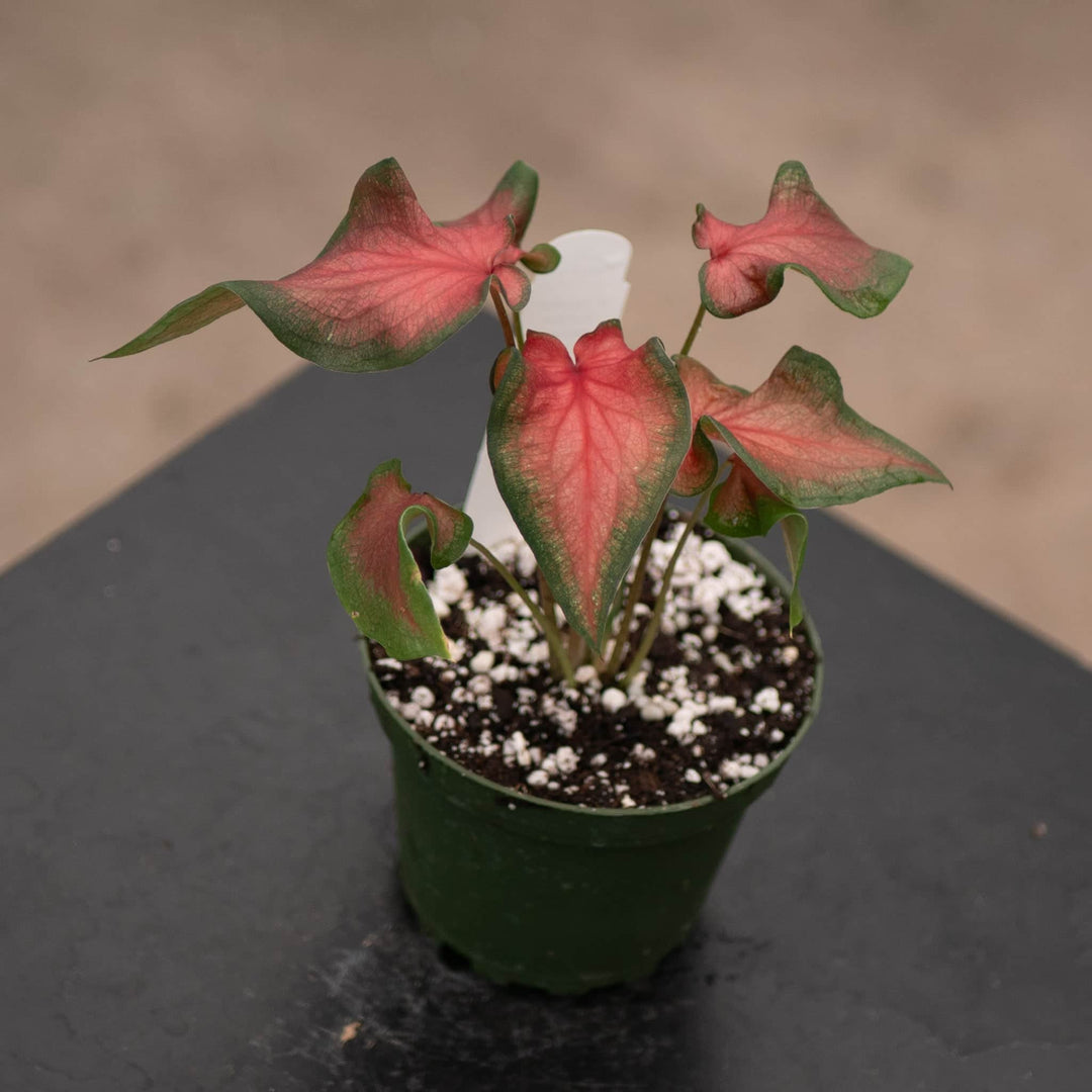Gabriella Plants Other 4" Caladium 'Fairytale Princess'