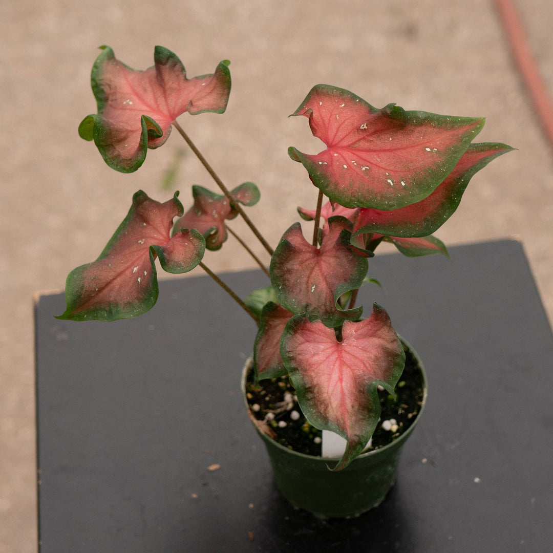 Gabriella Plants Other 4" Caladium &