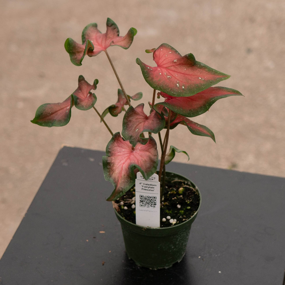Gabriella Plants Other 4" Caladium 'Fairytale Princess'