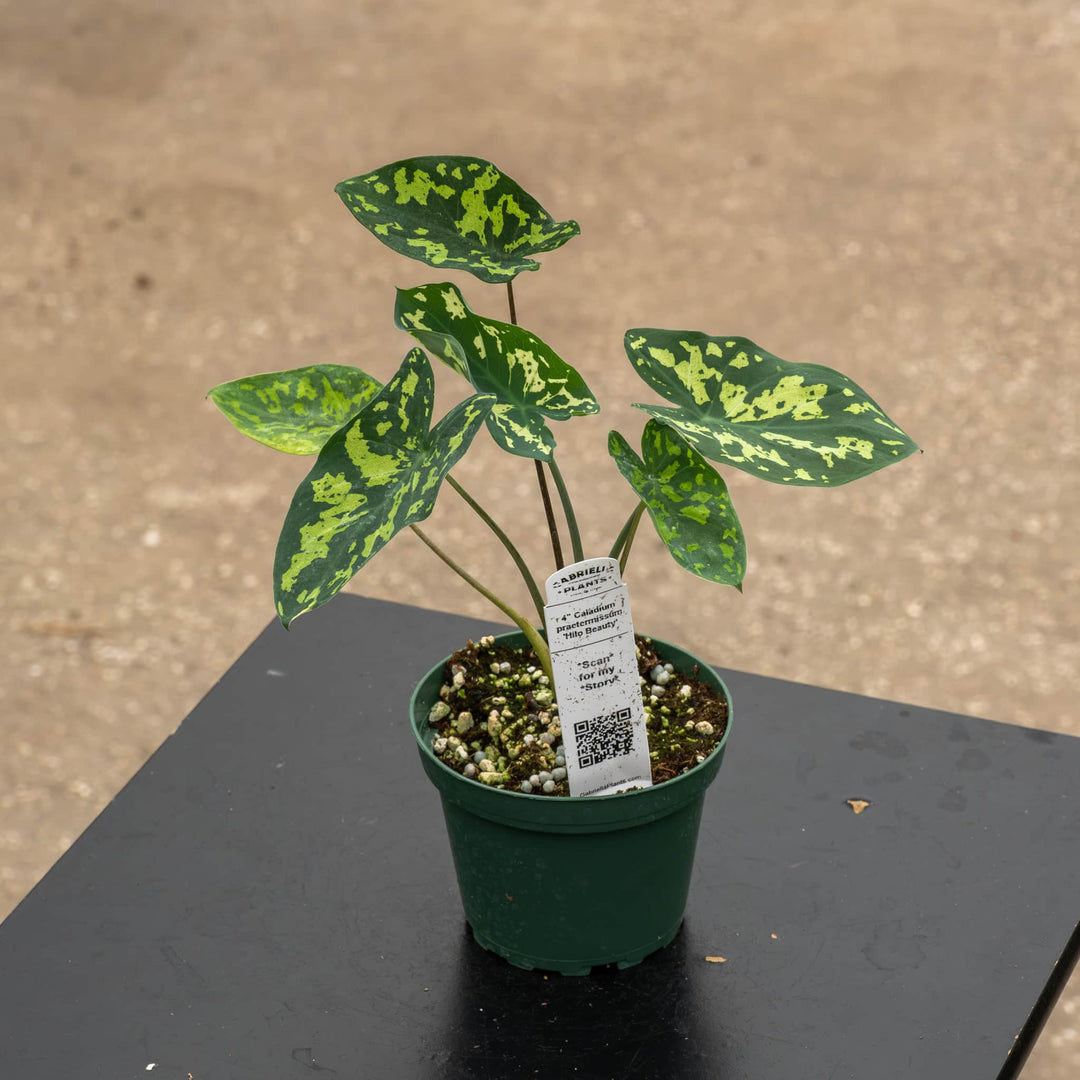 Gabriella Plants Alocasia 4" Caladium praetermissum 'Hilo Beauty'